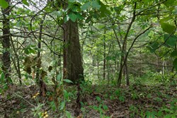 property photo for Springlake Plat 5 Tract 298, 0.19 acres for sale in Miller County, Missouri